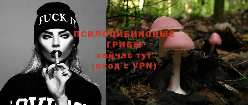 Псилоцибиновые грибы Psilocybe  Невельск 